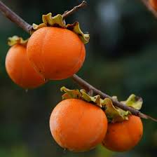 American Persimmons Fruit Tree Seeds for Planting – Heirloom Non-GMO High Germination Organic Garden Seeds