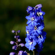 Violet Larkspur Flower Seeds – Heirloom Non-GMO High Germination Organic Garden Seeds