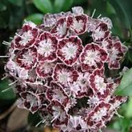 Semillas de Flor Kalmia Latifolia Rojo Rosado – Variedad Antigua, No OGM, Semillas de Alta Germinación