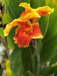 Yellow Orange Canna Lilly Flower Seeds – Heirloom, Non-GMO, High Germination Organic Seeds