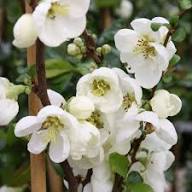White Chaenomeles Flower Seeds Heirloom Non-GMO High Germination Organic Garden Seeds for Planting