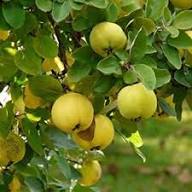 Yellow Quince Fruit Seeds Heirloom Non-GMO High Germination Organic Garden Seeds for Planting