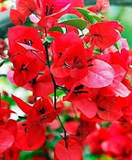 Giant Red Bougainvillea Flower Seeds Heirloom Non-GMO High Germination Organic Garden Seeds for Planting