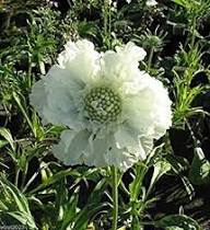 White Scabious Flower Seeds for Planting – Heirloom, Non-GMO High Germination Organic Garden Seeds