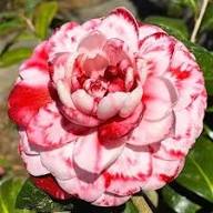 White Red Camellia Flower Seeds Heirloom Non-GMO High Germination Organic Garden Seeds for Planting