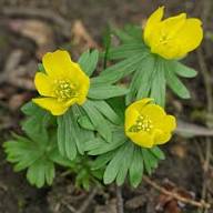 Yellow Eranthis Hyemalis Flower Seeds – Heirloom Non-GMO High Germination Organic Seeds