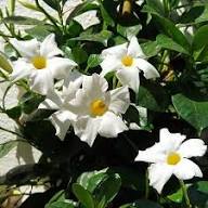 White Mandevilla Flower Seeds Heirloom Non-GMO High Germination Organic Garden Seeds for Planting