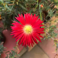 Semillas de Flores Lampranthus Rojas – Variedad Tradicional, No Modificadas Genéticamente, Alta Germinación