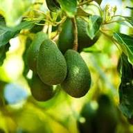 Zutano Avocado Fruit Seeds for Planting – Heirloom Non-GMO High Germination Organic Garden Seeds for Growing Avocados in Cooler Climates Seeds for Planting