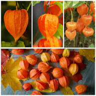 Orange Lampion-Stachelbeer-Samen – Alte Sorte, Non-GMO, hochkeimfähig, Bio-Gartensamen zum Pflanzen