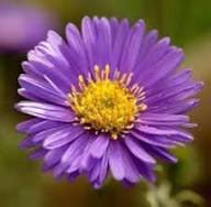 Violet Aster Flower Seeds – Heirloom Non-GMO High Germination Organic Garden Seeds