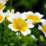 Yellow White Limnanthes Flower Seeds for Planting | Heirloom Non-GMO Organic