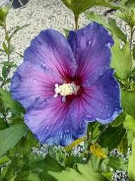 Purple Hibiscus Flower Seeds Heirloom Non-GMO High Germination Organic Garden Seeds for Planting