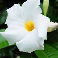 Mandevilla Sanderi Flower Seeds – Heirloom Non-GMO High Germination Organic Garden Seeds