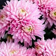 Rare Pink Chrysanthemum Flower Seeds Heirloom Non-GMO High Germination Organic Garden Seeds for Planting