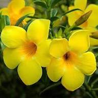 Yellow Cress Flower Seeds – Heirloom, Non-GMO, High Germination Organic Garden Seeds