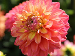 melody allegro flower seeds