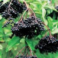 Black Canadensis Seeds Heirloom Non-GMO High Germination Organic Garden Seeds for Planting