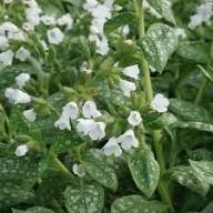 White Pulmonaria Flower Seeds Heirloom Non-GMO High Germination Organic Garden Seeds