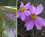 Purple Coreopsis Flower Seeds for Planting Heirloom Non-GMO High Germination Organic Garden Seeds