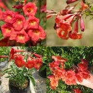 Red Tecoma Flower Seeds Heirloom Non-GMO High Germination Organic Garden Seeds for Planting
