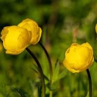 Yellow Trollius Flower Seeds Heirloom Non-GMO High Germination Organic Garden Seeds