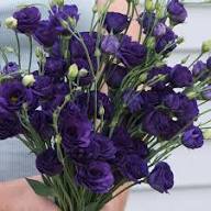 Purple Giant Lisianthus Flower Seeds – Heirloom, Non-GMO, High Germination Seeds
