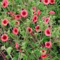 Semillas de Flores de Cincoenrama Rosa – Herencia, Sin OGM, Semillas Orgánicas de Alta Germinación para Siembra