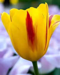 Yellow Red Tulip Flower Seeds Heirloom Non-GMO High Germination Organic Garden Seeds