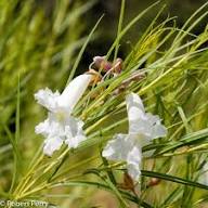 White Chilopsis Linearis Flower Seeds Heirloom Non-GMO High Germination Organic Garden Seeds for Planting