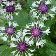 Semillas de Flores de Centaurea Blanca y Morada, Heirloom, Sin OGM, Alta Germinación, Orgánicas, para Siembra en Jardín