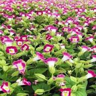 Torenia Flower Seeds – Heirloom, Non-GMO, High Germination Organic Seeds