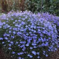 Violet Lobelia Flower Seeds – Heirloom Non-GMO High Germination Organic Garden Seeds