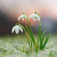 White Snowdrop Flower Seeds Heirloom Non-GMO High Germination Organic Garden Seeds for Planting