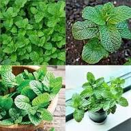 Pieces Green Mint Plant Seeds Heirloom Non-GMO High Germination Organic Garden Seeds for Planting