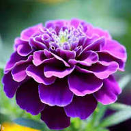 Semillas de Tagetes Morado y Blanco Herencia Sin OGM Alta Germinación Semillas Orgánicas para Jardín
