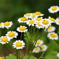 White Yellow Tanacetum Parthenium Seeds for Planting | Heirloom Non-GMO Organic