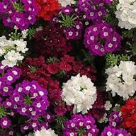 Verbena Flower Seeds – Heirloom, Non-GMO, High Germination Organic Garden Seeds