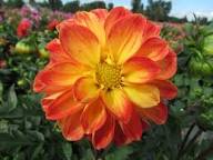 Red Yellow Dahlia Flower Seeds for Planting – Heirloom Non-GMO High Germination Organic Garden Seeds