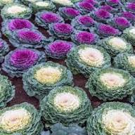 Mixed Ornamental Cabbage Seeds Heirloom Non-GMO High Germination Organic Garden Seeds for Planting