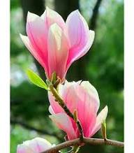 Magnolia Flower Seeds Purple – Heirloom Non-GMO High Germination