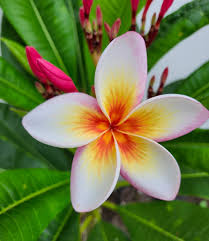 Pink Orange Plumeria Alba Flower Seeds Heirloom Non-GMO High Germination Organic Garden Seeds for Planting