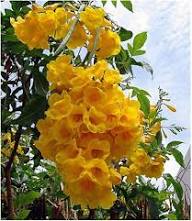 Tecoma Flower Seeds Yellow Heirloom Non-GMO High Germination Organic Garden Seeds for Planting