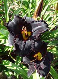 Semillas de flor de Hemerocallis negras para plantar – Semillas de jardín orgánicas, reliquia, sin OMG