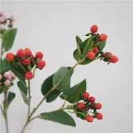 Mixed Hypericum Fruit Seeds – Heirloom, Non-GMO, High Germination Organic Garden Seeds for Planting