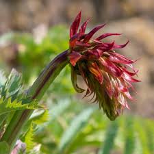 Red Melianthus Flower Seeds – Heirloom, Non-GMO, High Germination Organic Garden Seeds for Planting