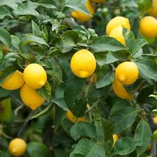 Meyer Lemon Plant Seeds for Planting – Heirloom Non-GMO High Germination Organic Garden Seeds for Zesty Refreshing Lemons