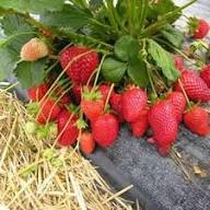Giant Strawberry Fruit Seeds for Planting – Heirloom Non-GMO High Germination Organic Garden Seeds