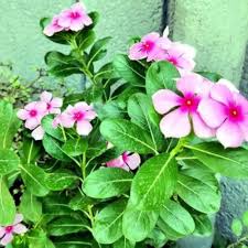 Vinca Flower Seeds – Heirloom Non-GMO High Germination Organic Garden Seeds