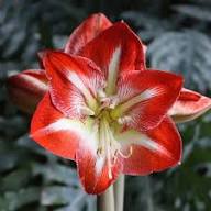 Hippeastrum Flower Seeds – Heirloom, Non-GMO, High Germination Seeds
